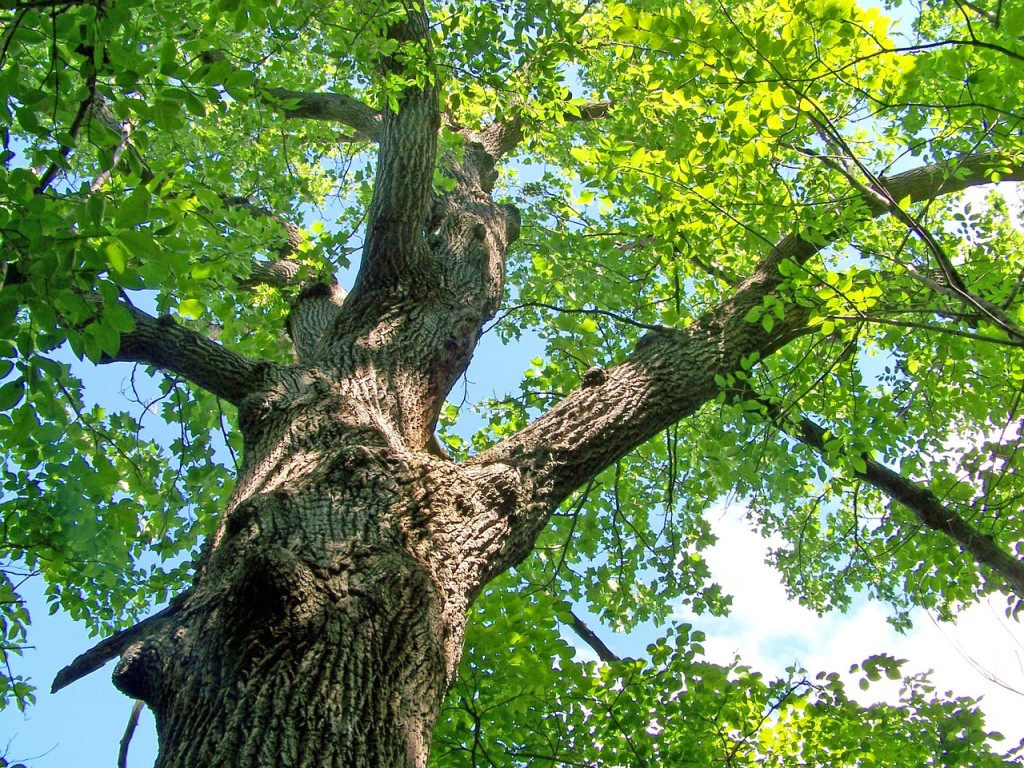 Oak Tree